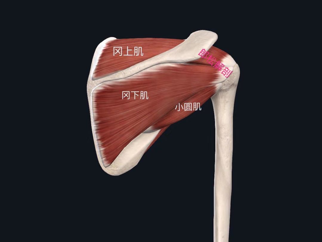 肩峰关节面图片