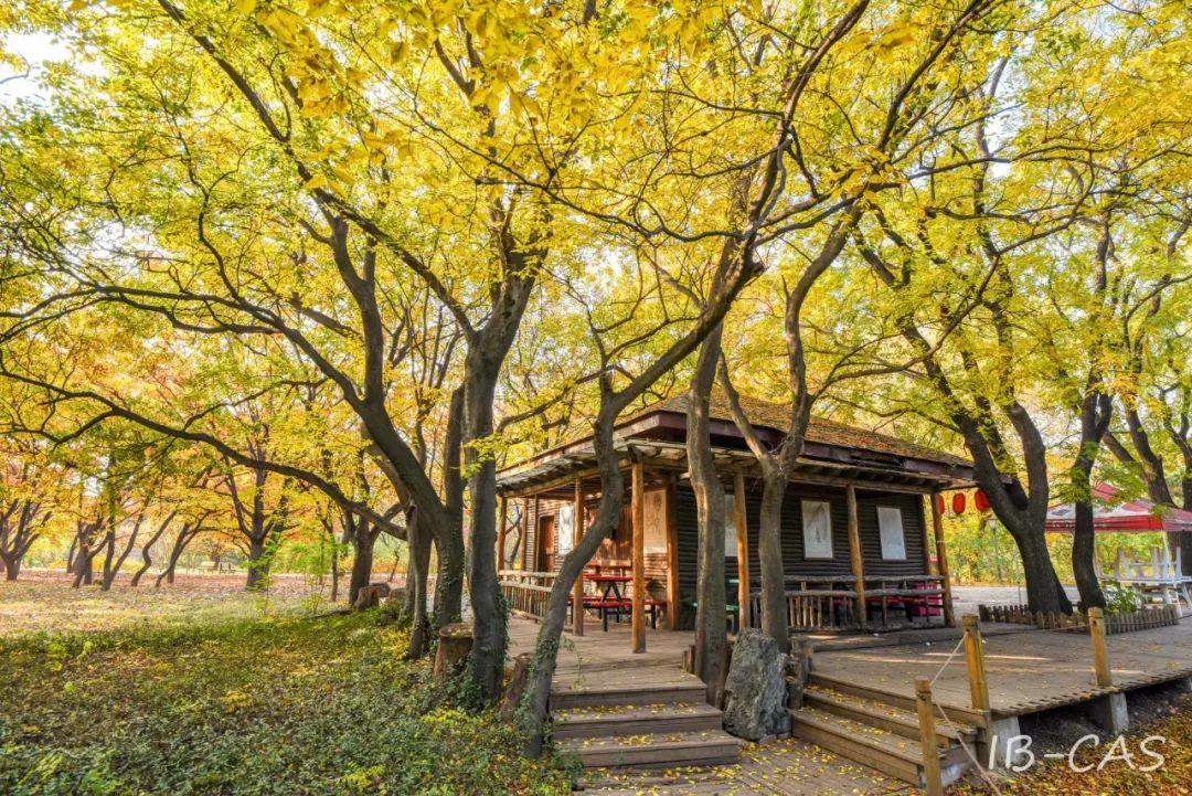 香山雲影松鼠躥跳,行人駐足銀杏道旁,楓葉搖曳在藍天上調色櫟樹打開