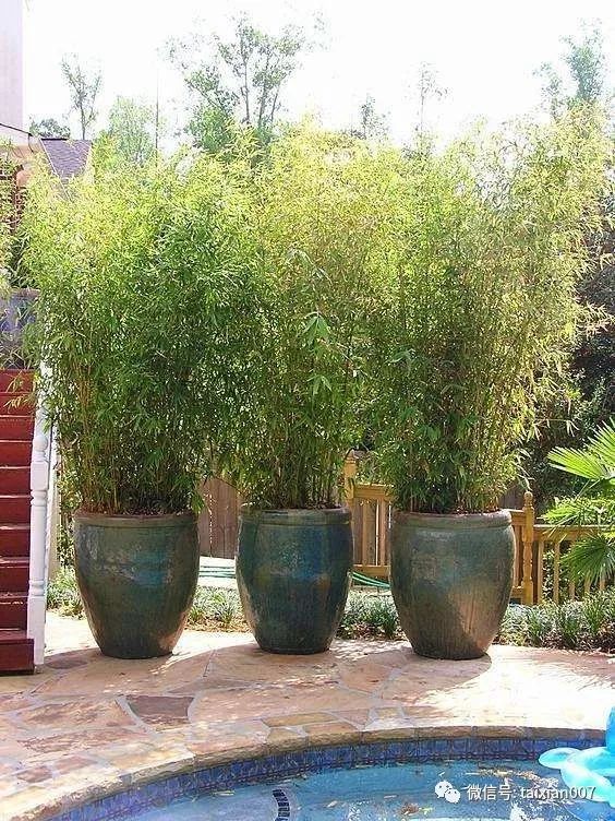 想在自家院子里种竹子不妨看看这些设计