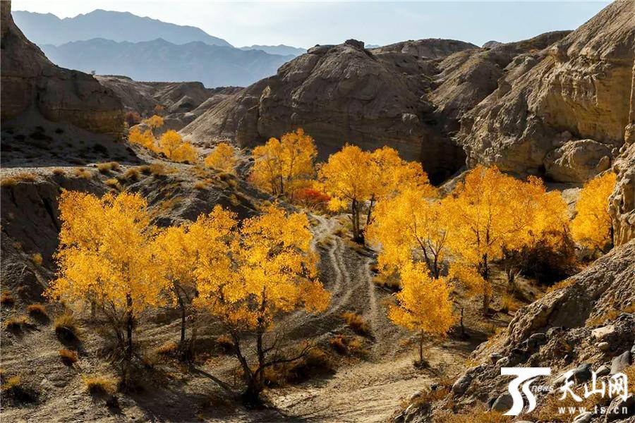 和静县:山胡杨醉美秋色