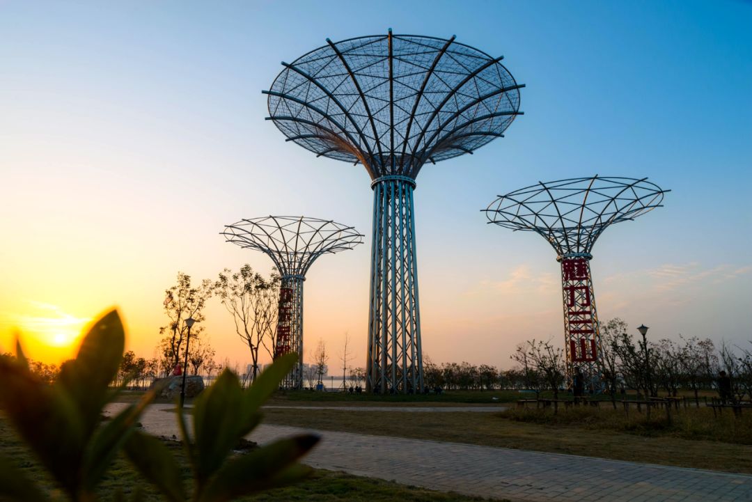 魅力三山"生命之树"灯光雕塑——欢迎你来打卡!_三山区