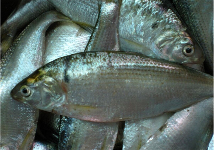 海鲫鱼你会因为刺多而放弃这鲜美的鱼吗小编教你新吃法