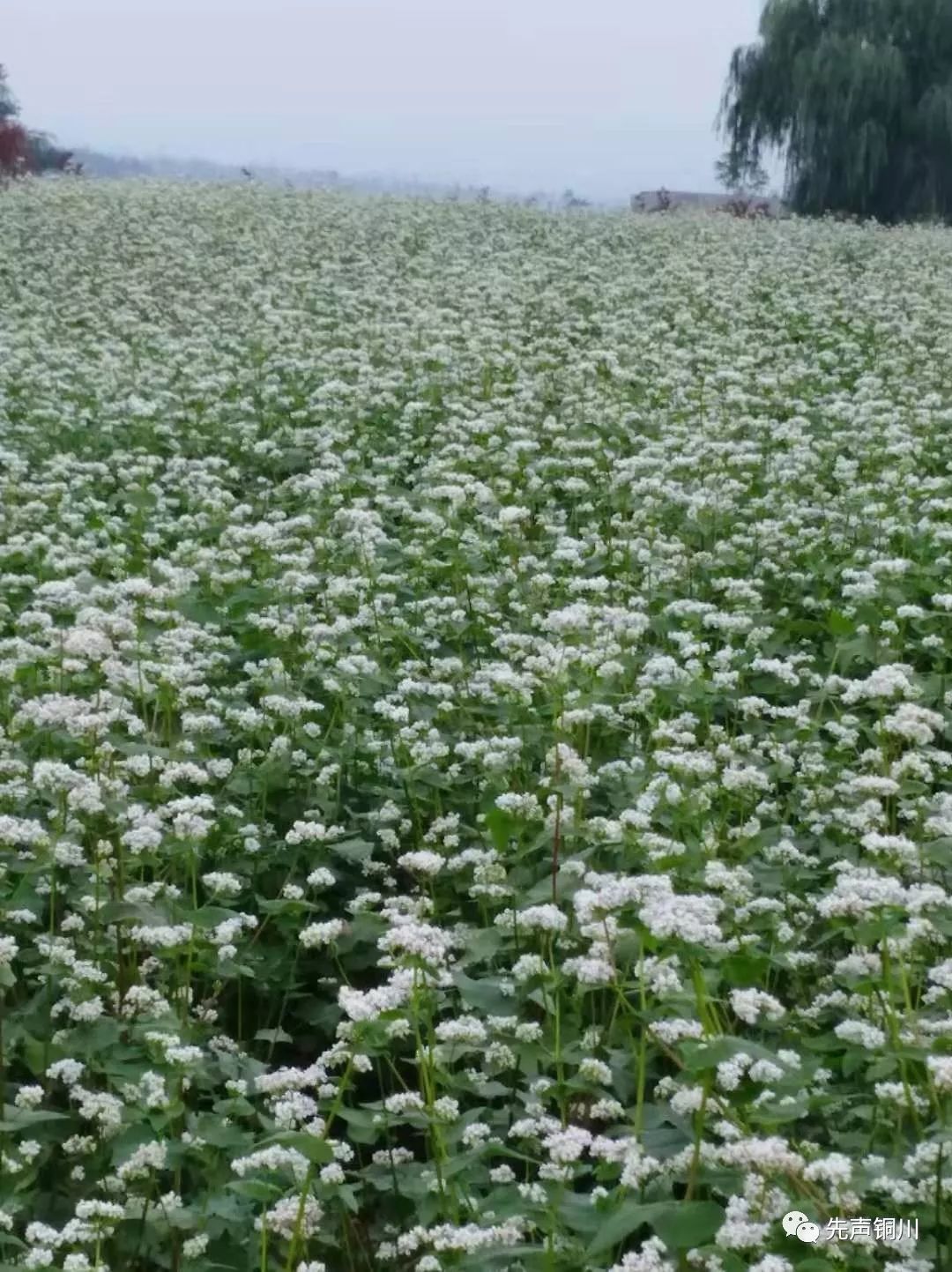 铜川金华山煤矿,矸石山长出了荞麦花!