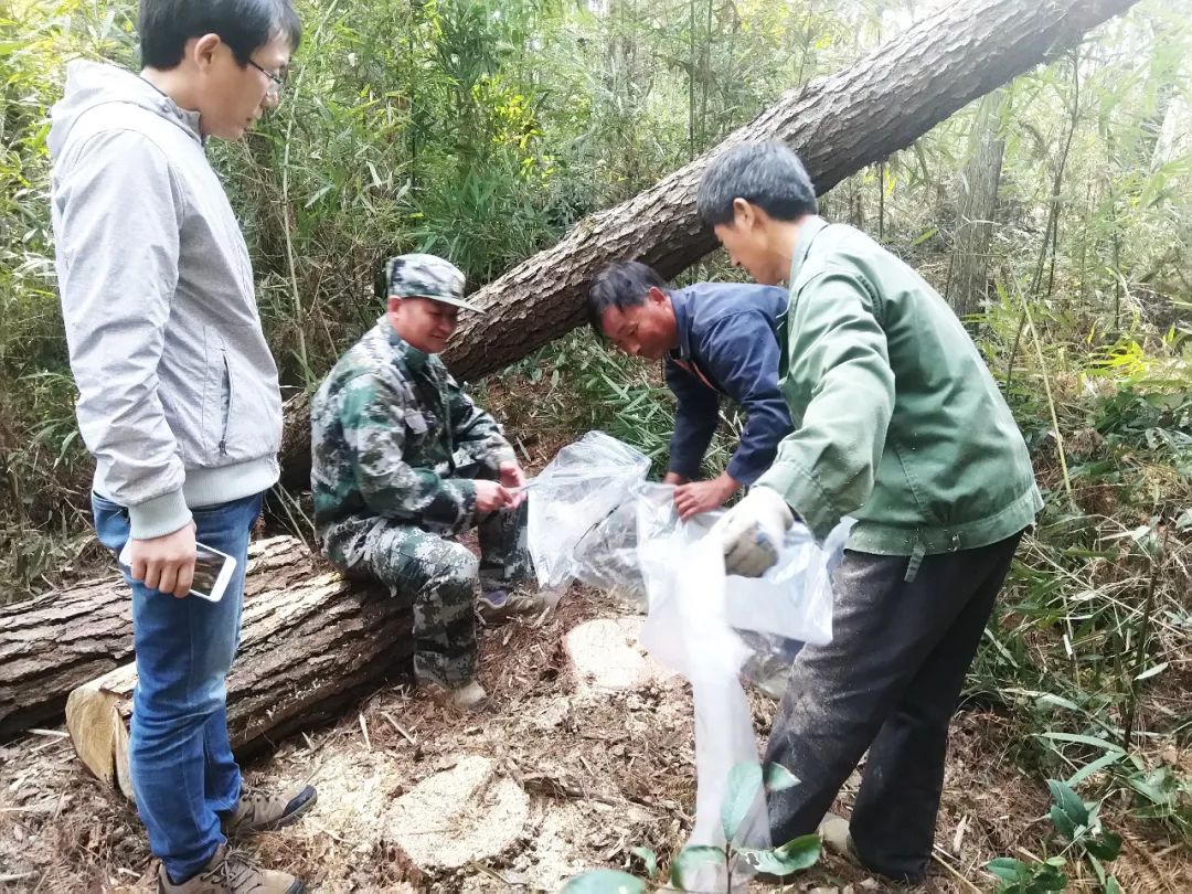 林長行動我縣全力打好松材線蟲病疫木除治攻堅戰