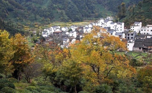 皖南古民居 塔川秋色 五陵山賞菊2日徒步旅遊攻略_徽州