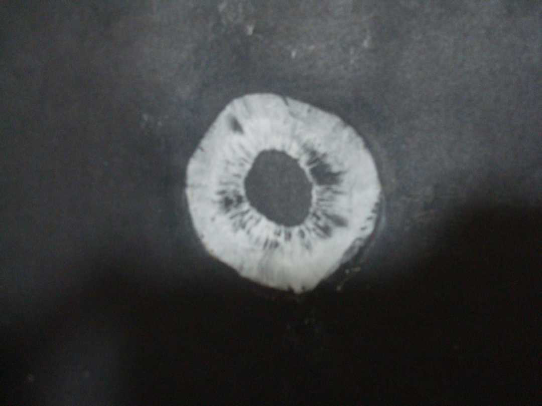 初二生物制作孢子印图片