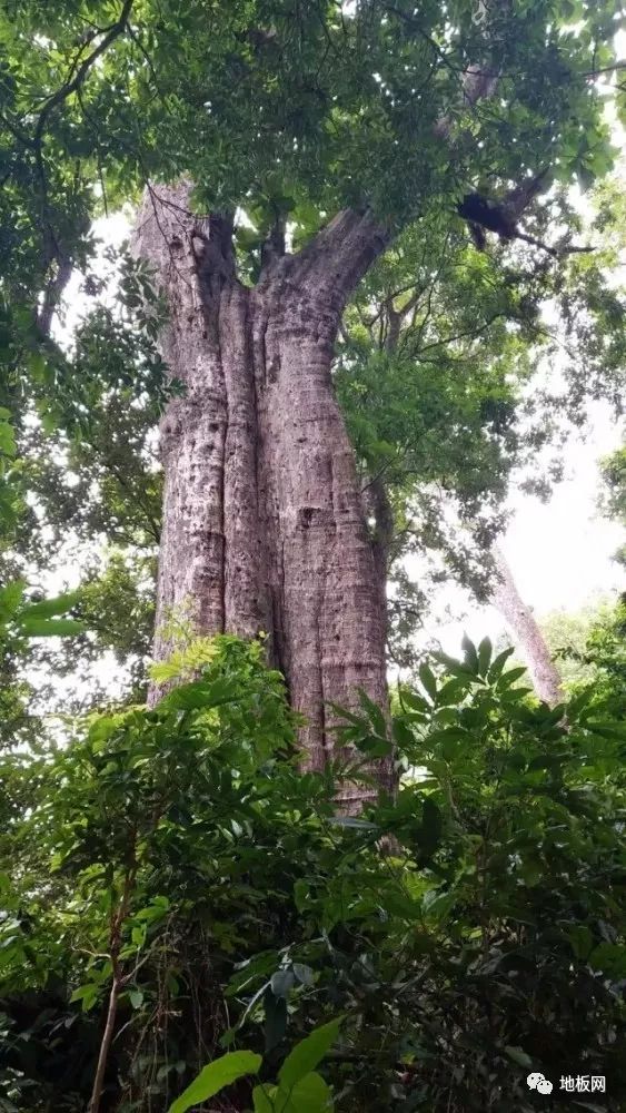 柚木是热带树种,又称胭脂树,紫柚木,血树,脂树,紫油木(云南),埋桑