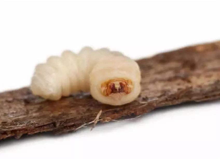 幼虫乳白色,扁圆筒形,老熟时体长可达43毫米,头部黑褐色,前胸背板褐色
