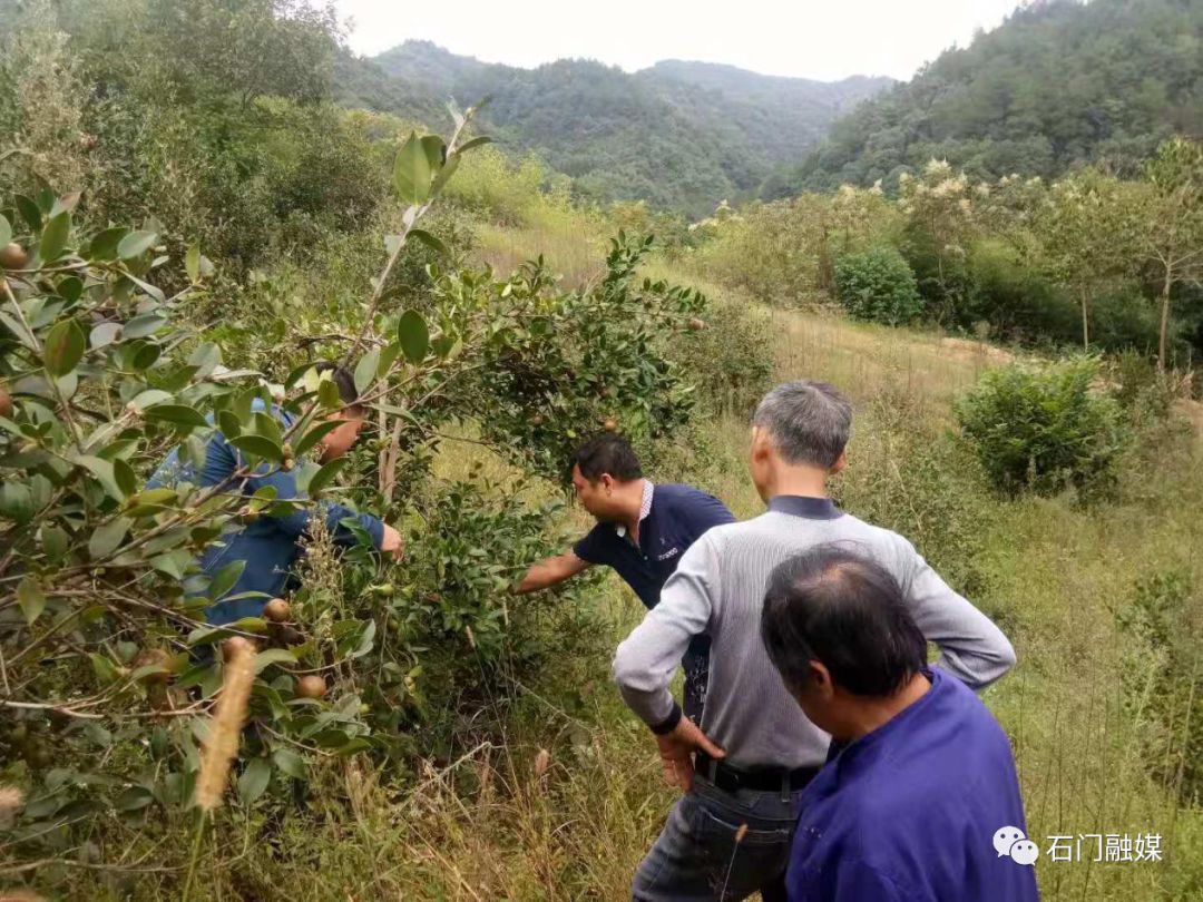科技特派员指导油茶种植来源:石门融媒三圣老乡便民信息交流群扫描