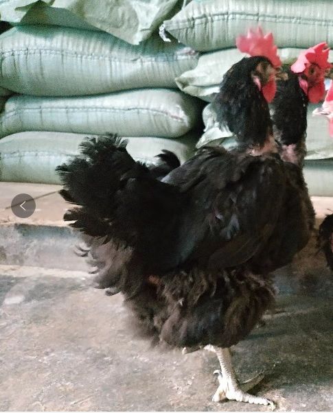 11月13日下午两湖宁乡公司天露黑老母鸡招标