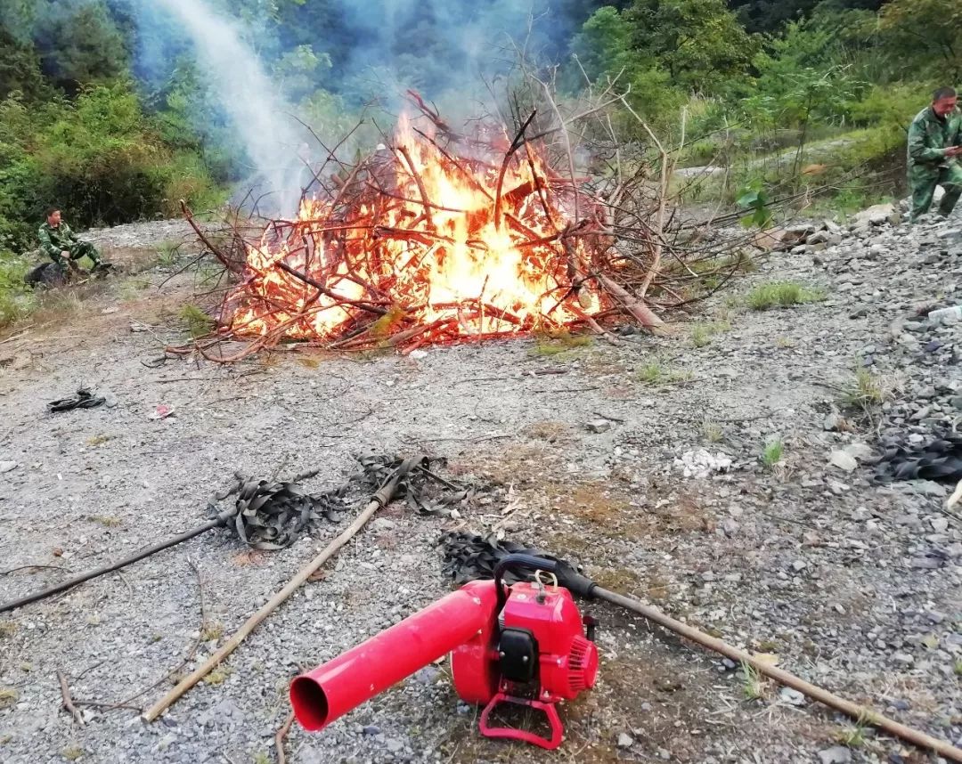 焚烧清理疫木对树兜进行覆土技术处理疫木除治培训现场目前,我县松材