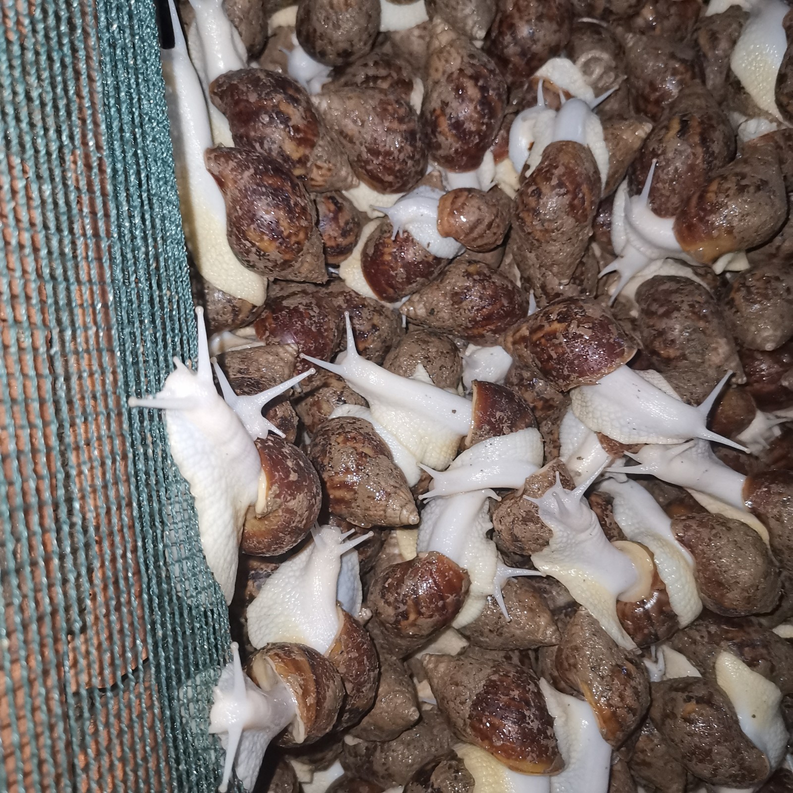 云耕时代白玉蜗牛养殖前期工作和经验教学