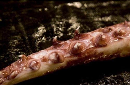 为什么人类不吃大王酸浆鱿鱼?能吃吗?