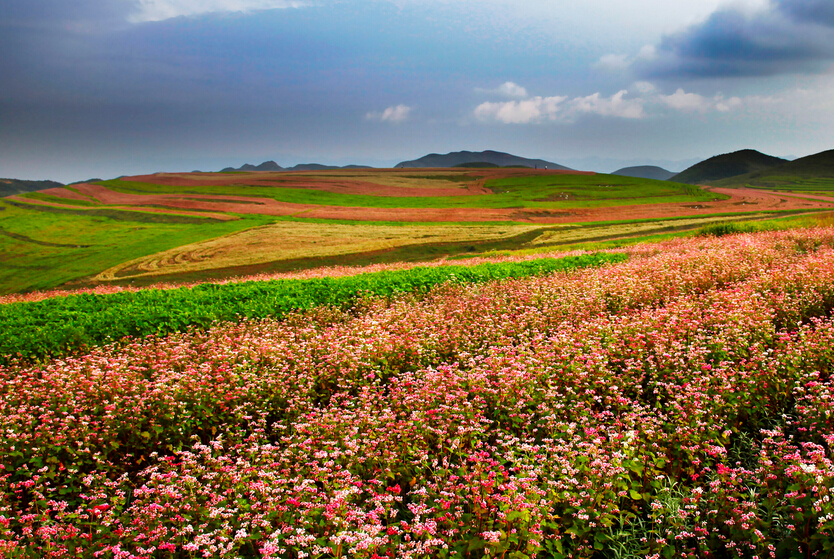 号称"五谷之王"的它:昔日也是宫廷贡品,今日新增地理商标品牌_威宁