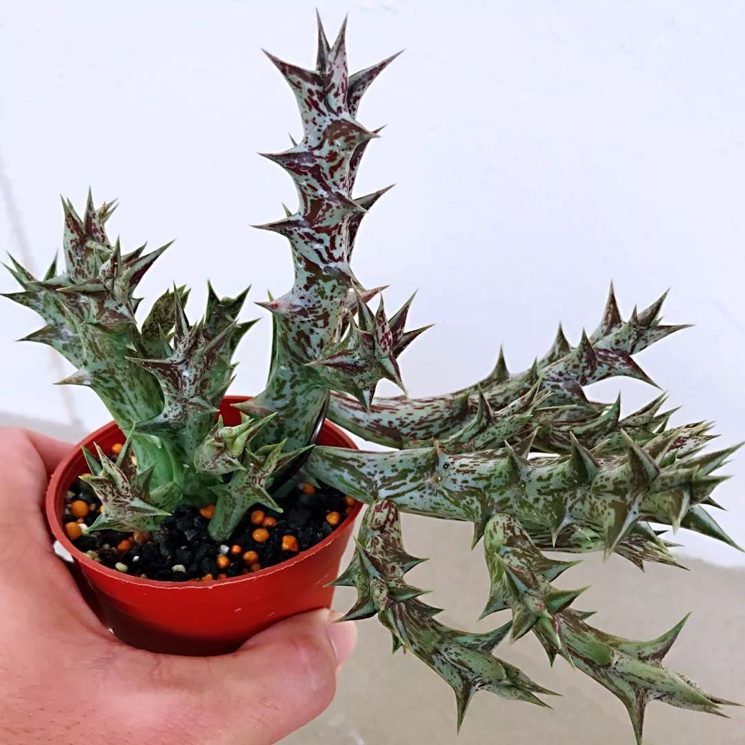 奇臭无比的紫龙角,养成窗台上的多肉盆栽,一开花就受不了