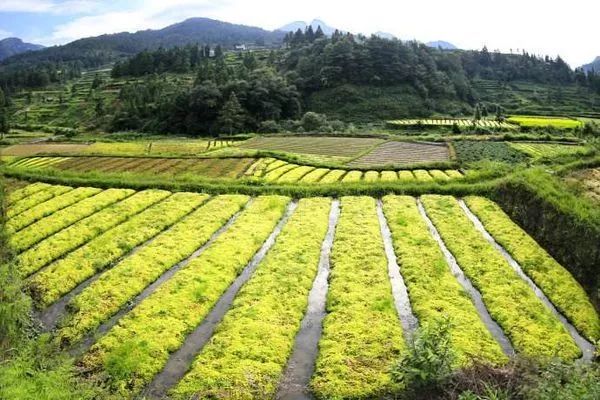 貴定農信社助力雲霧山上海花草種植,帶動農戶脫貧致富_王先林