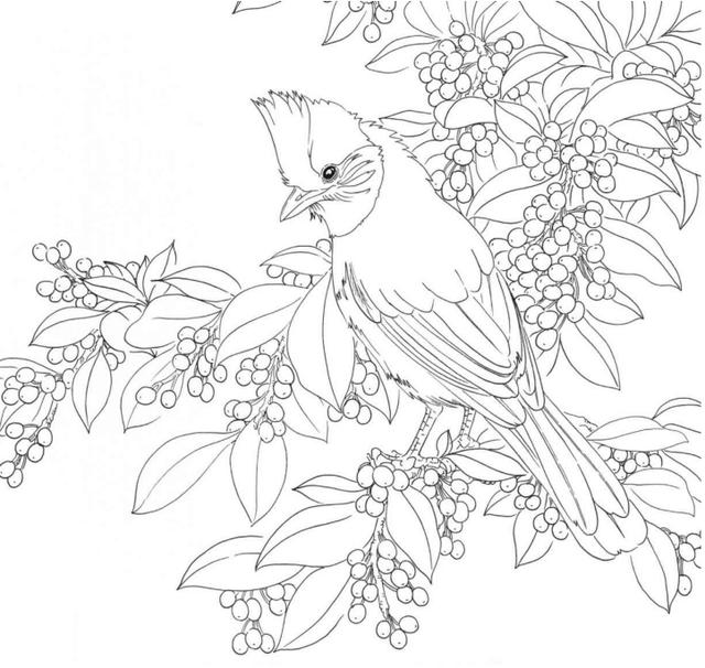 黑白花鸟线描100例第二篇