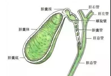胆囊的形状图图片