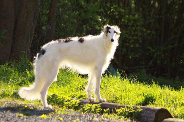 俄国牧羊犬图片图片
