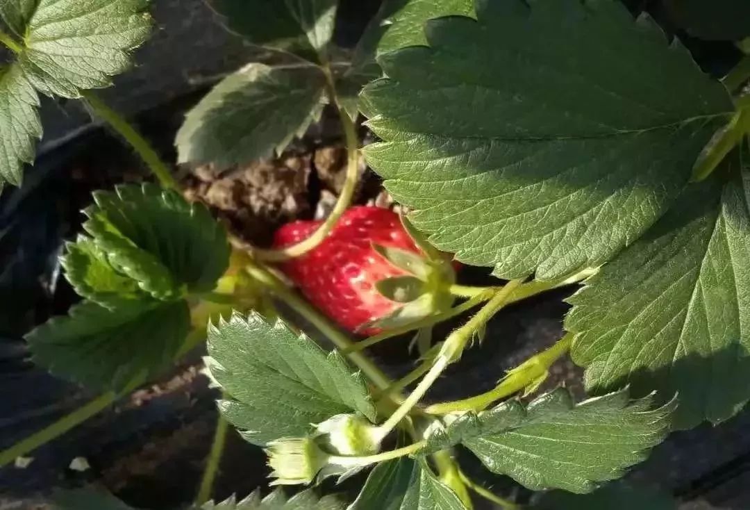 温泉安宁温泉邑尾里首批草莓大量成熟四种口味等你来挑