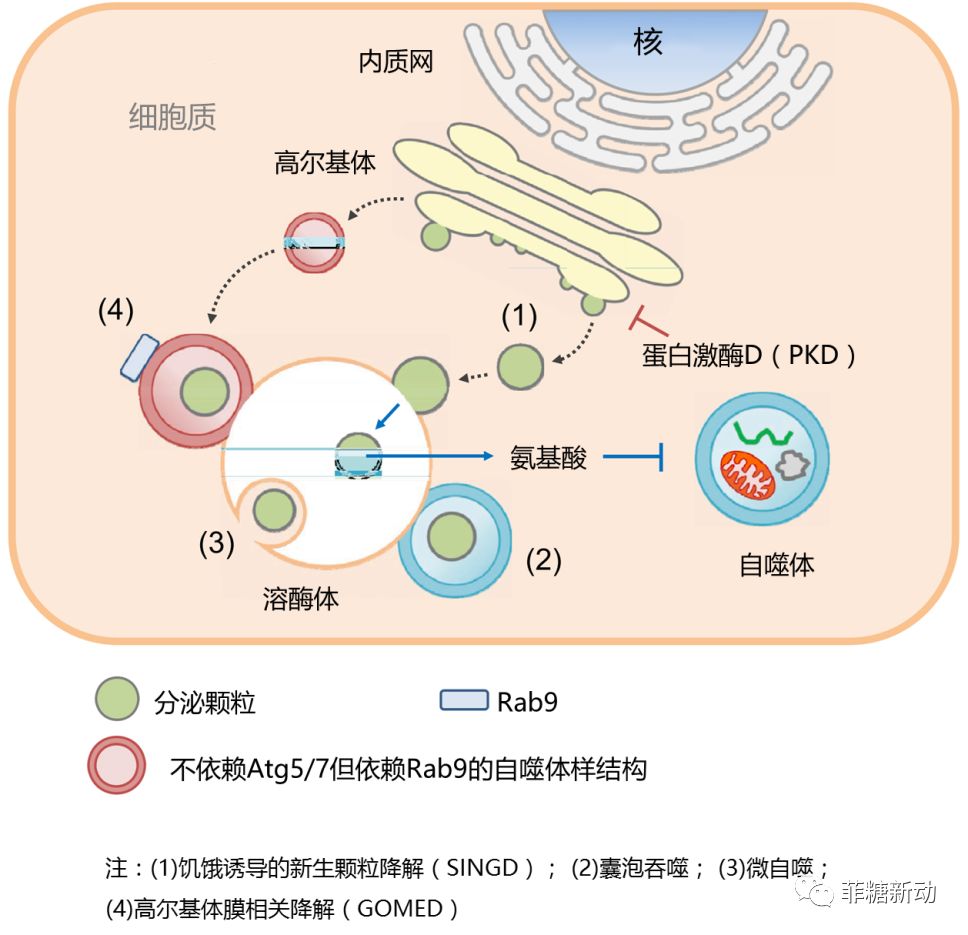 图3 胰岛β细胞中除巨自噬外的溶酶体自噬降解途径1.