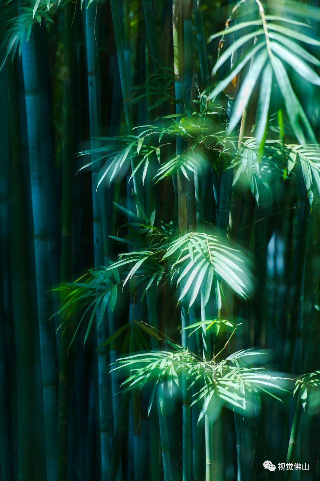 摄影课堂作品展示竹林清风画意浓