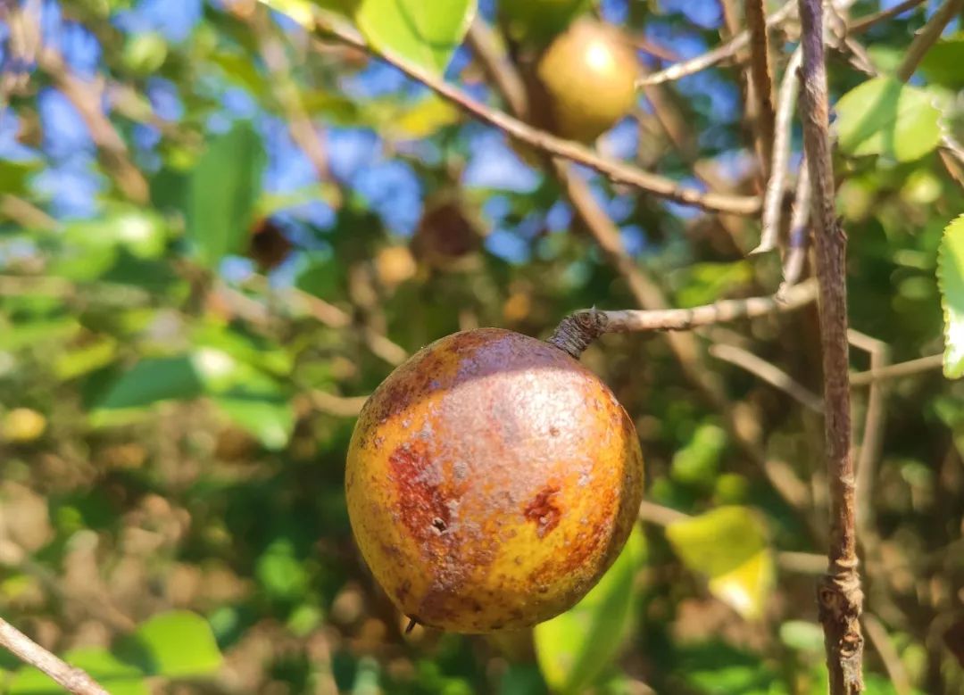 桃源近4000亩油茶果收成采摘啦茶籽油一斤卖80元