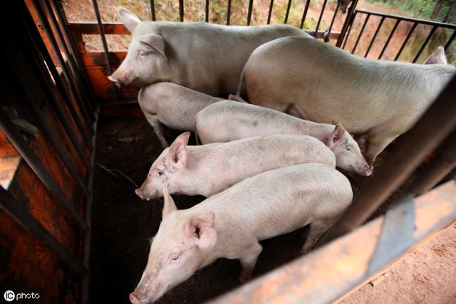 原创猪场口蹄疫要来了那你猪场的口蹄疫是真口蹄疫吗