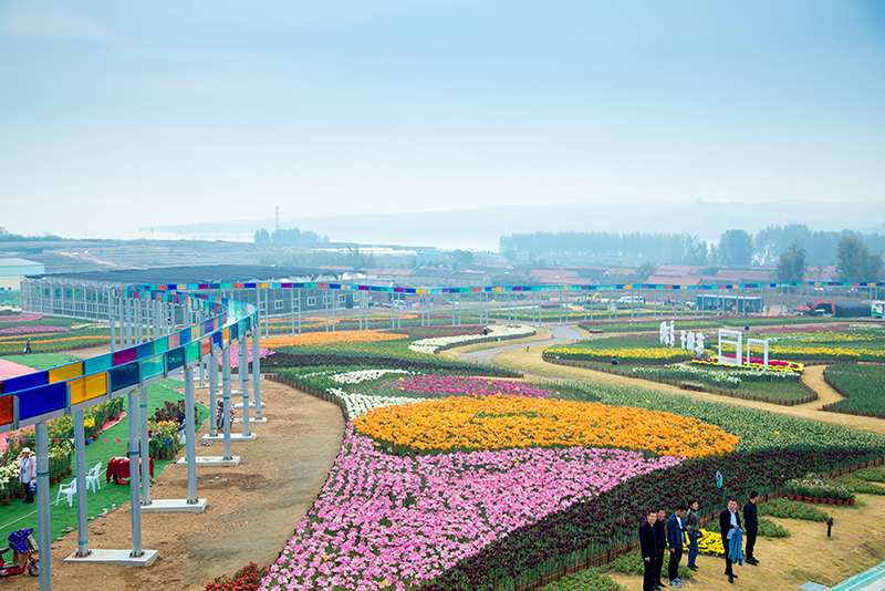 1/10日照花仙子景区位于日照市东港区西湖镇,占地3000余亩.