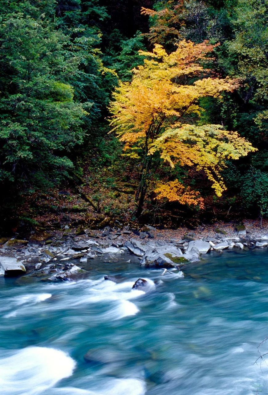 四川亚洲最大红叶区盛放!一年只此一次,错过再等一年