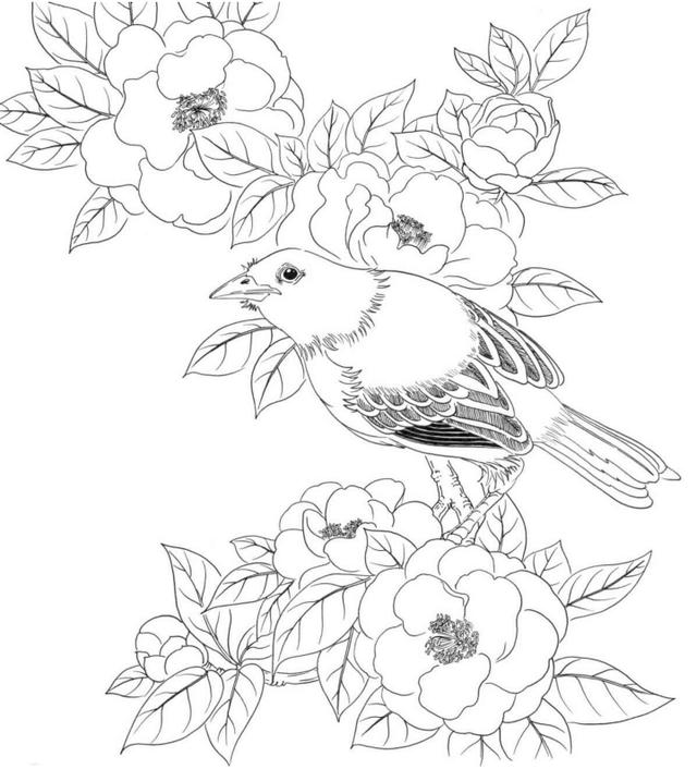 黑白花鸟线描100例第二篇