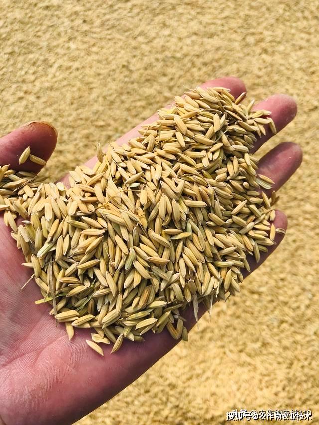 史上最全面的杂交水稻的基础知识值得学习