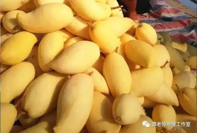 【植物地理】“芒果”种类—你知多少_凯特芒