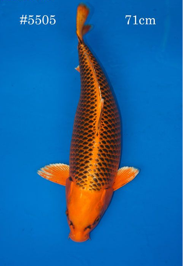 松叶黄金此外,黄金鲤常用于与各品种锦鲤交配而产生豪华的皮光鲤,成为