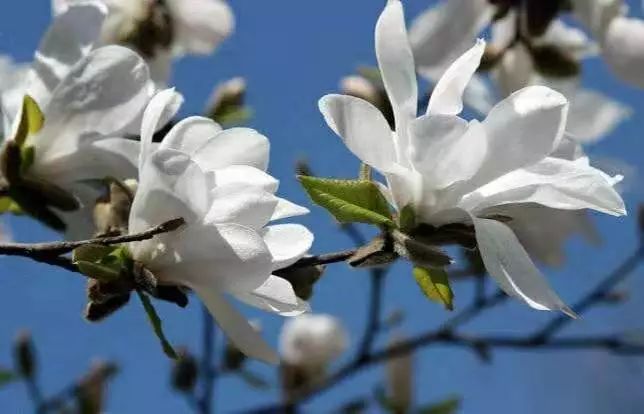 维管植物大约有25～30万种,包括极少部分苔藓植物,蕨类植物(松叶兰类