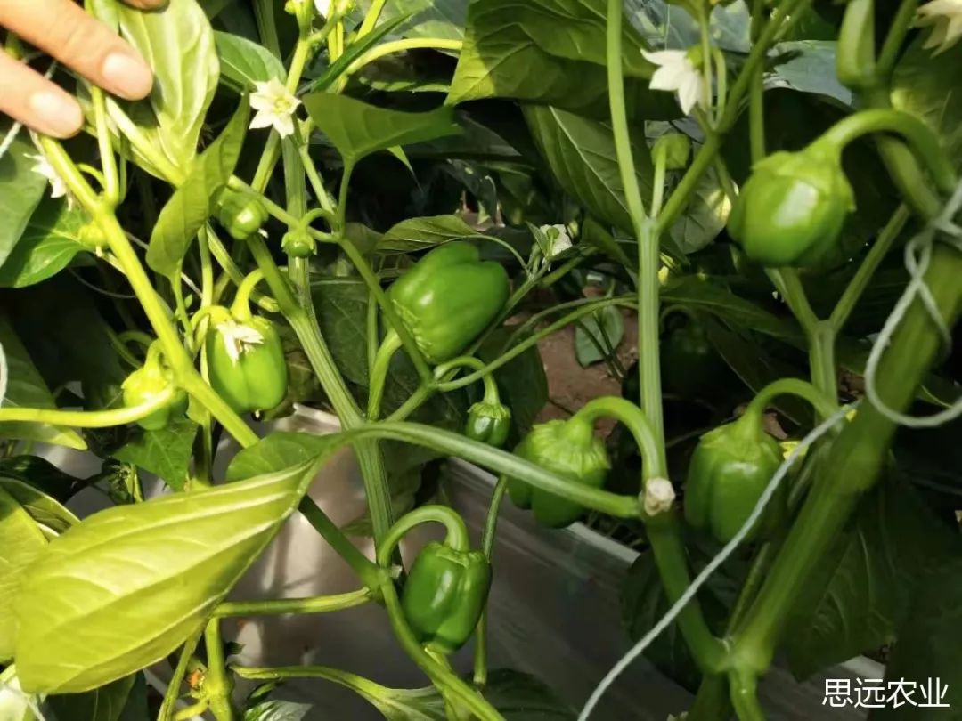 辣椒膨果期,如何快速膨果?