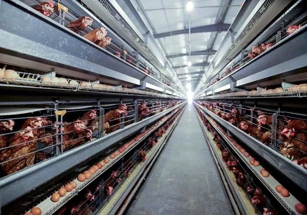 在有"禽蛋之乡"美誉的江苏省海安市,一栋现代化鸡舍饲养12万只蛋鸡,只