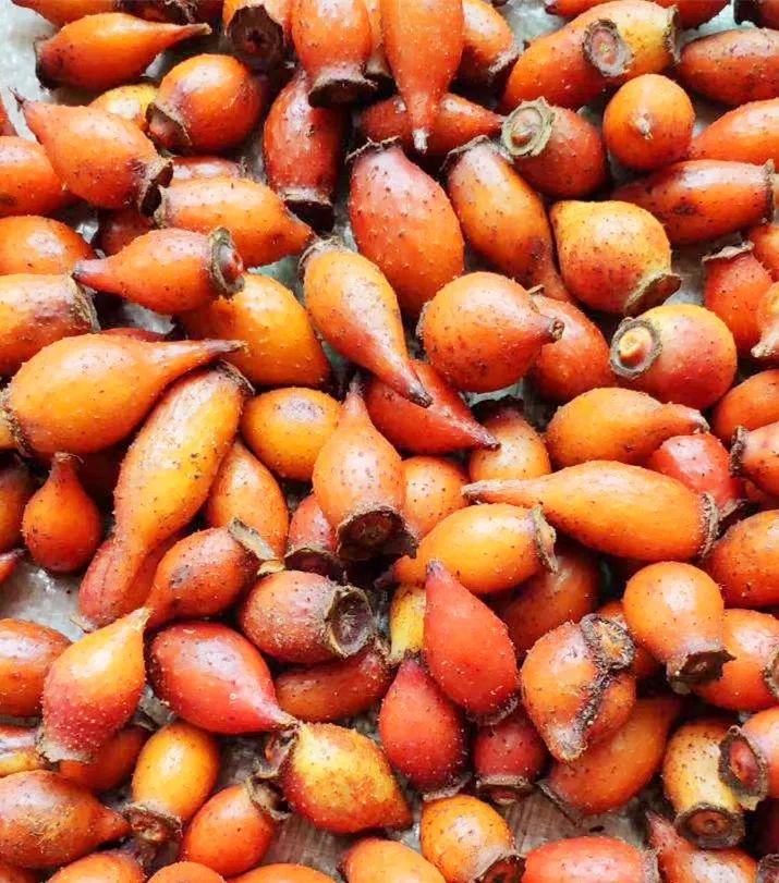 五华山上这种带刺野果成熟了吃了大补