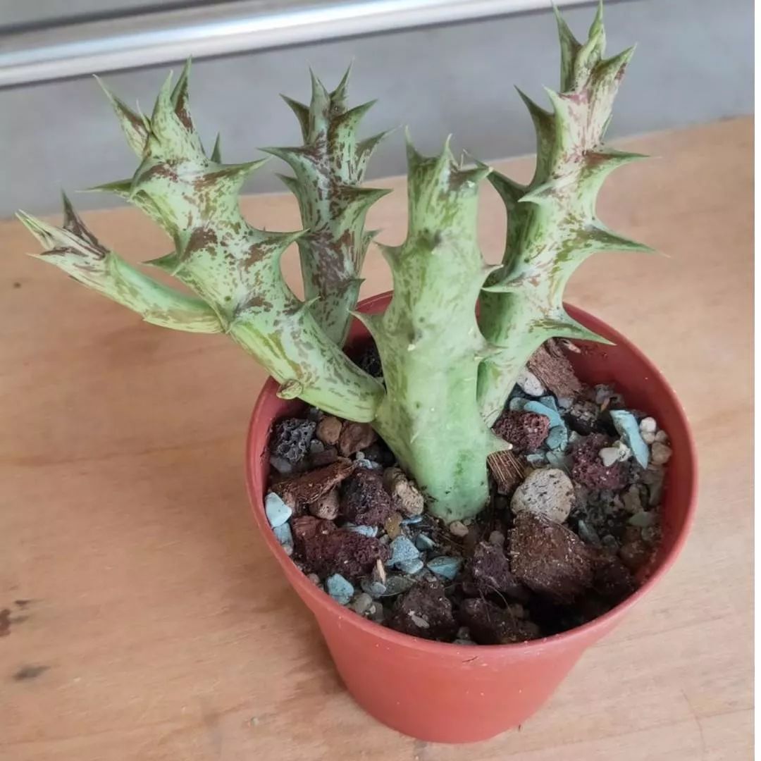 奇臭无比的紫龙角,养成窗台上的多肉盆栽,一开花就受不了