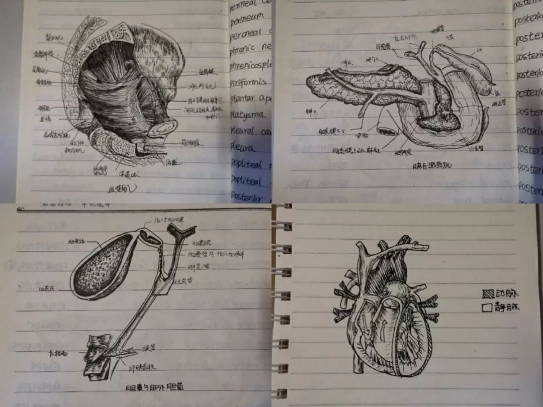 学系统解剖学口腔解剖生理学介入放射学笔触细腻,纹理清晰,此类笔记