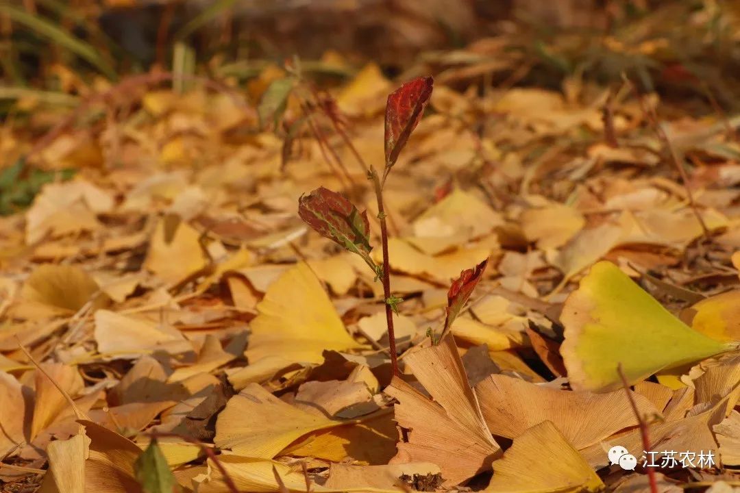 马褂金黄色的树叶鹅掌楸引人驻足的美景为励志广场的一道不禁赞叹自成
