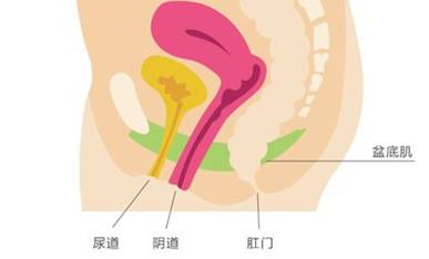 底部的肌肉群,像一个吊床一样连接在耻骨与尾骨之间,盆底肌上面的尿道