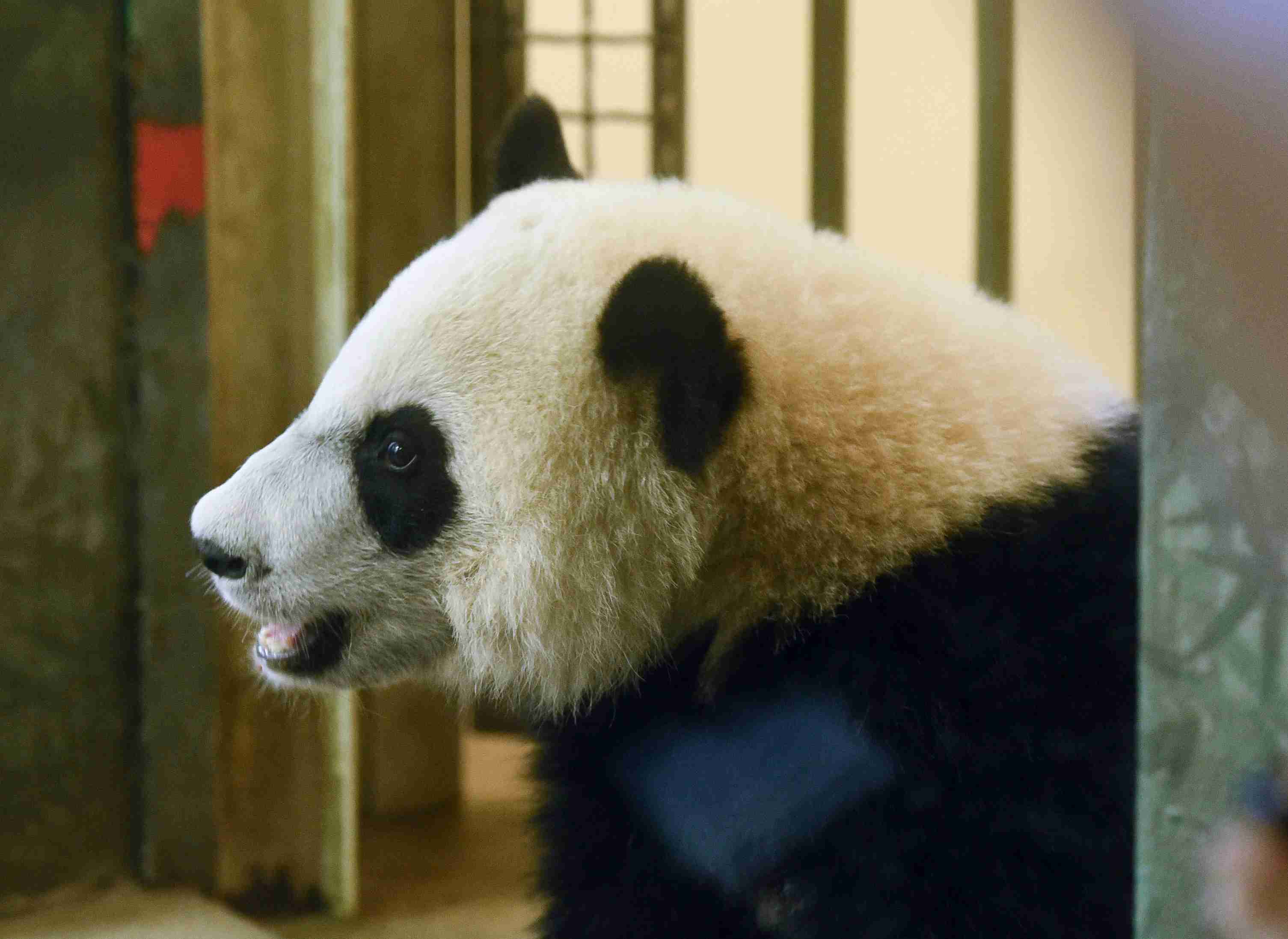 旅美大熊猫贝贝将回国欢送活动启动