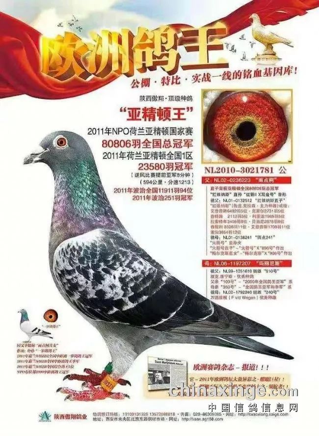 牛勇夺威力五关鸽王总冠军18项冠军看看他的种鸽