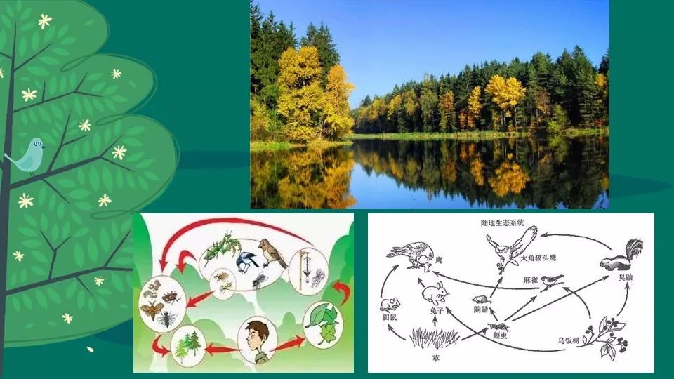 初步建立起了生态平衡及环境保护的理念
