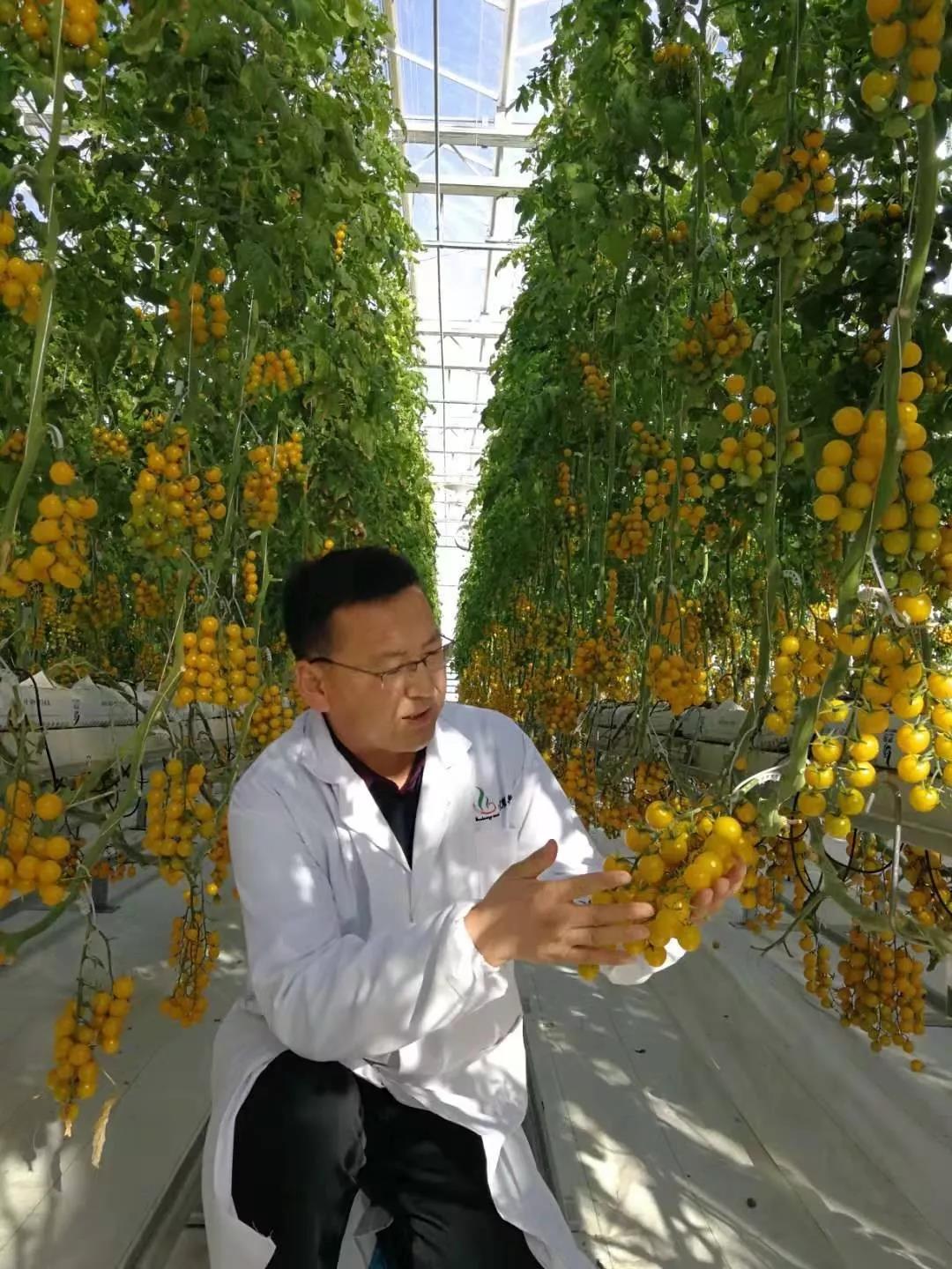 震撼江苏绿港敦煌种业项目现代农业让戈壁滩生机勃勃