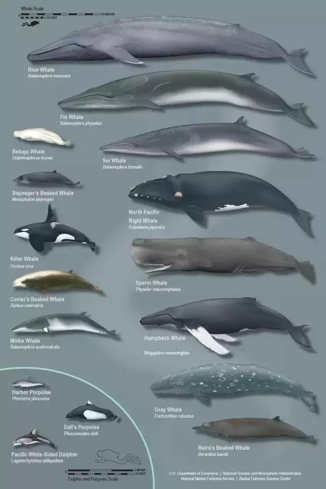最小的种类体长仅有30cm左右,最大的抹香鲸体长在20米以上