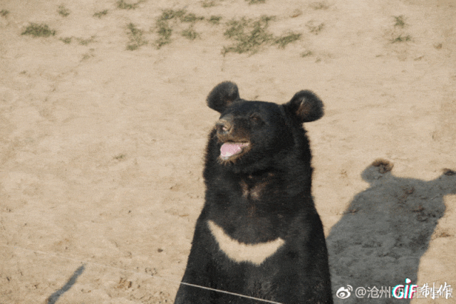 640_427gif 动态图 动图