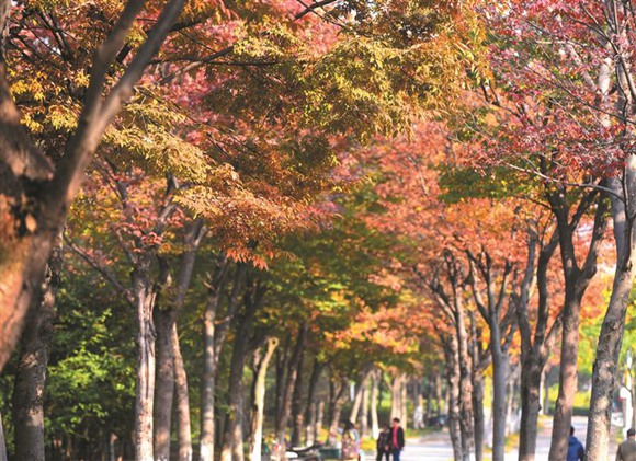 11月9日观山路.还月亮 摄