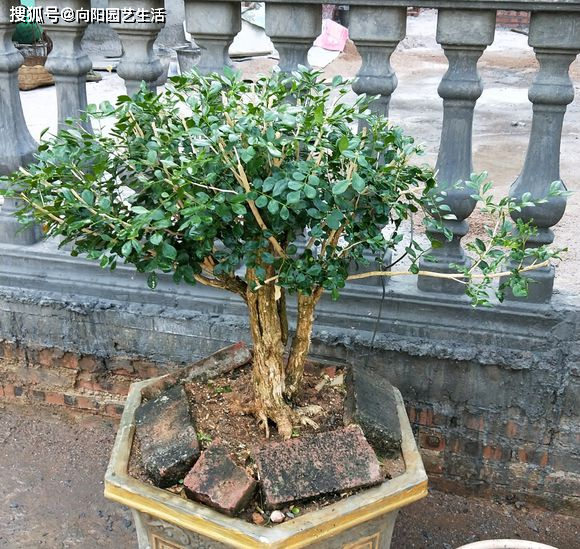 家中养盆九里香四季开白花花香淡雅四溢叶子油绿长的旺